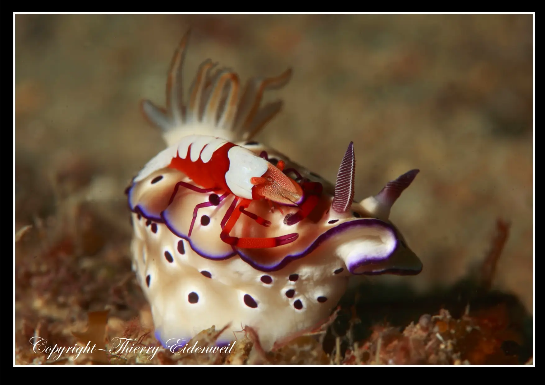 Anilao Macro Dive Media Highlight